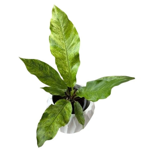 Anthurium Hookeri Mint