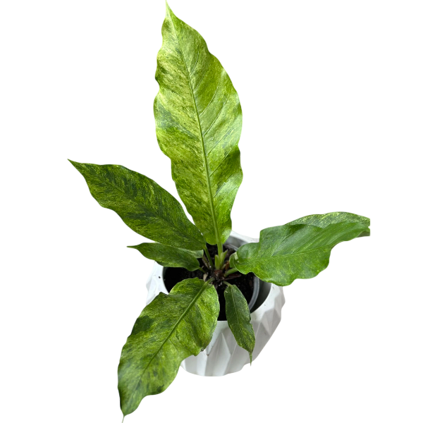 Anthurium Hookeri Mint