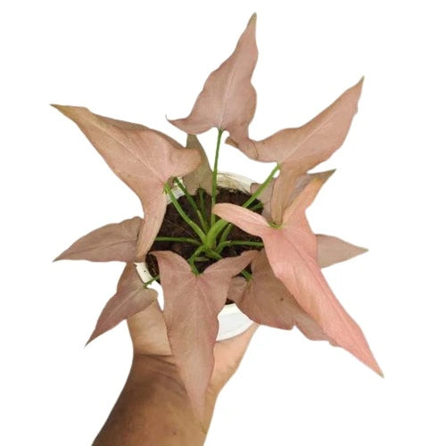 Syngonium Pink Schot