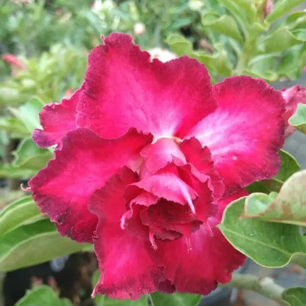 Adenium Plant - 65