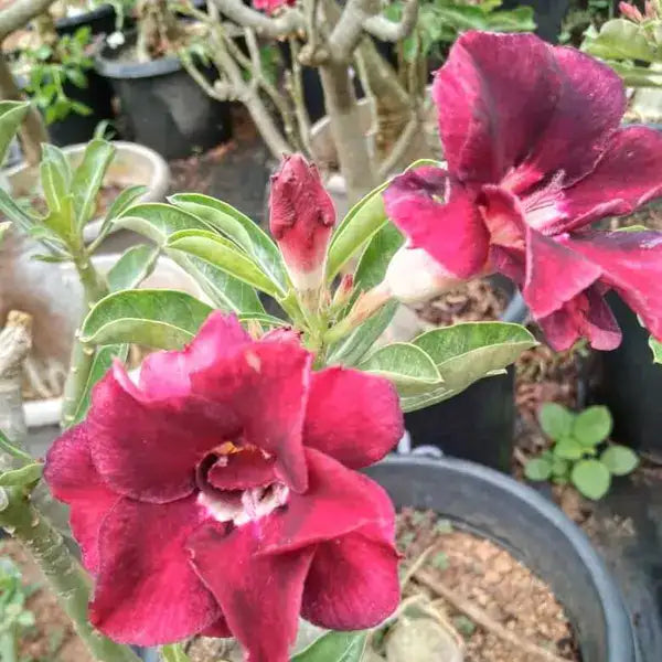 Adenium Plant - 66