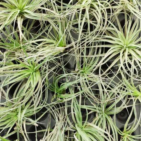 Tillandsia Stricta (Air plant)
