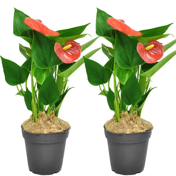 Orange Anthurium Plant