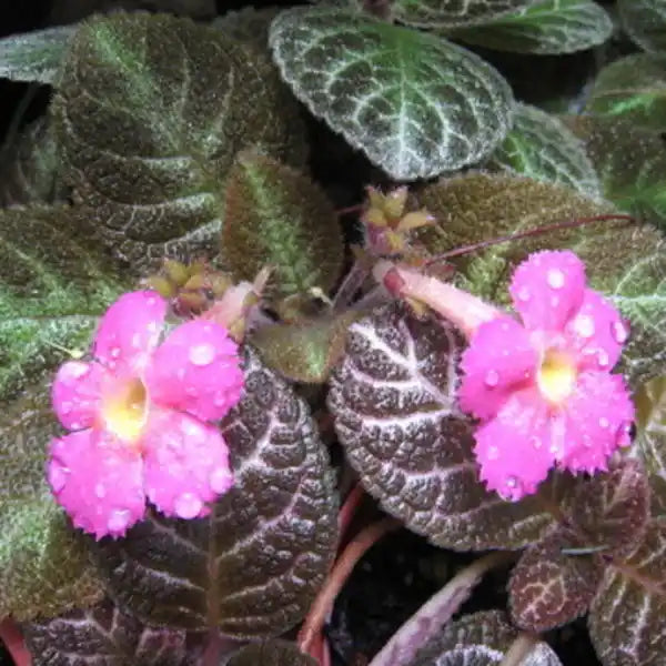 Episcia Mystic Star ( Joy's Pink in Black ) - Pink Flower