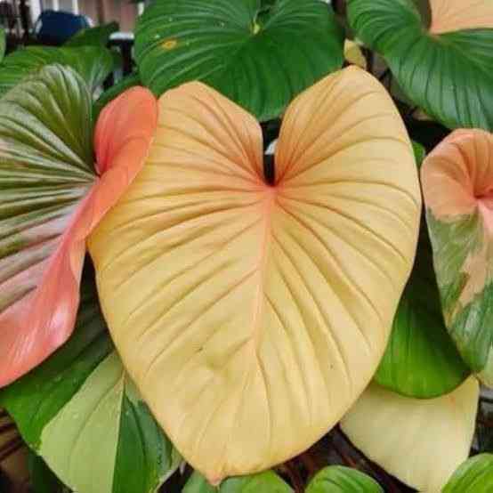 Philodendron Homelomena Tricolour Full Variegated - Rare Plant
