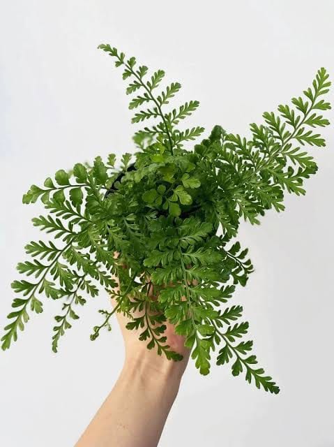 Asplenium Austral Gem healthy live foliage plant – Foliages India