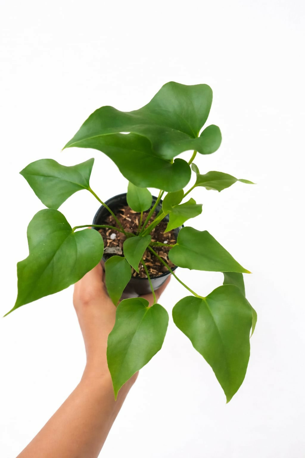 Anthurium Brownie Rare Plant – Indoor Foliage | Foliages.in