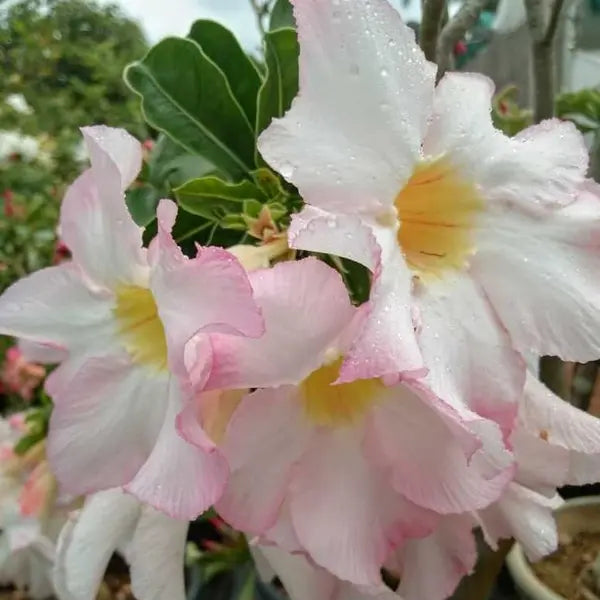 Adenium Plant - 67