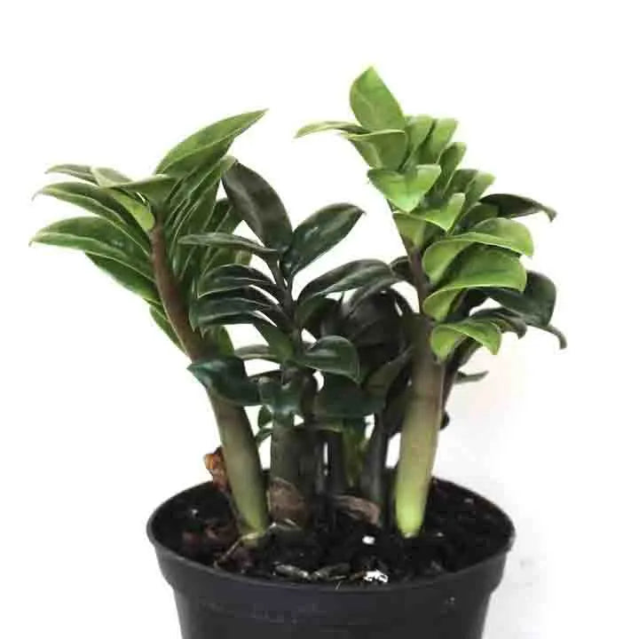 Dwarf ZZ Plant Zamioculcas zamiifolia 'Zenzi'