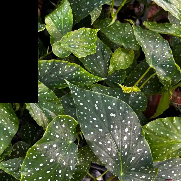 Begonia Albo-picta