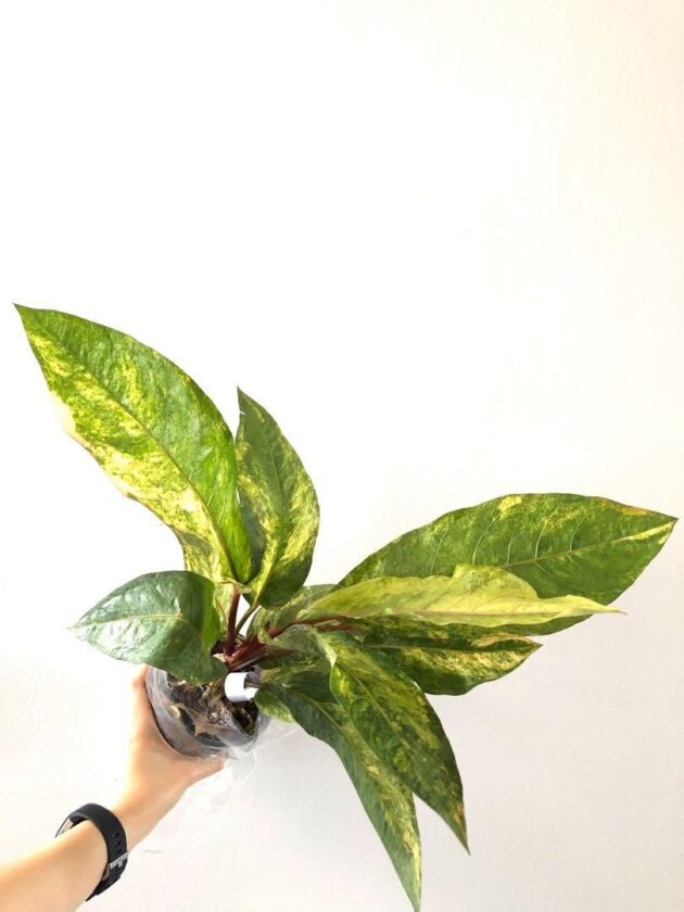Anthurium Hookeri variegata