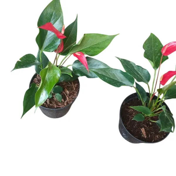 Anthurium Banderola Roja Lilli Red