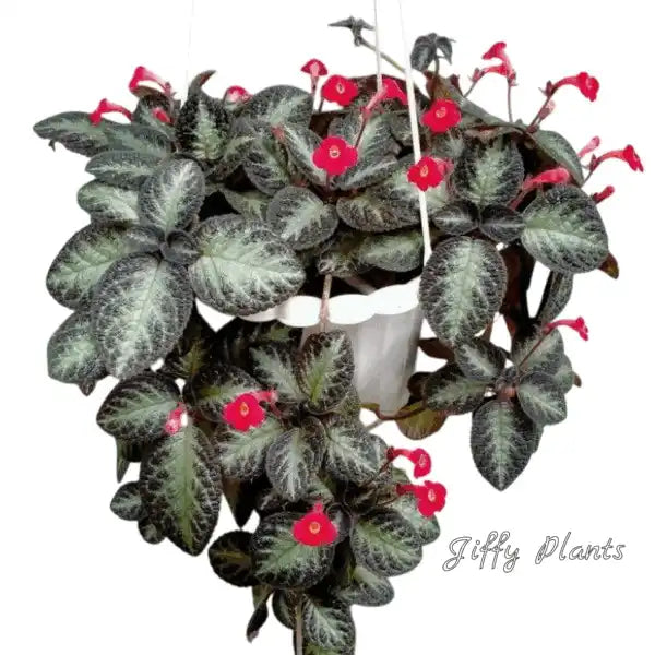 Episcia Silver Shield- Red Flower