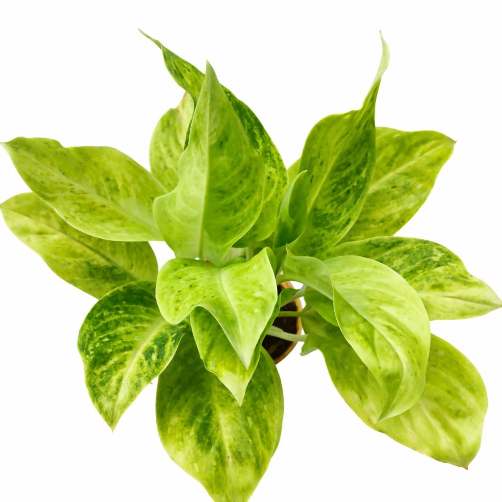 Aglaonema Lemon