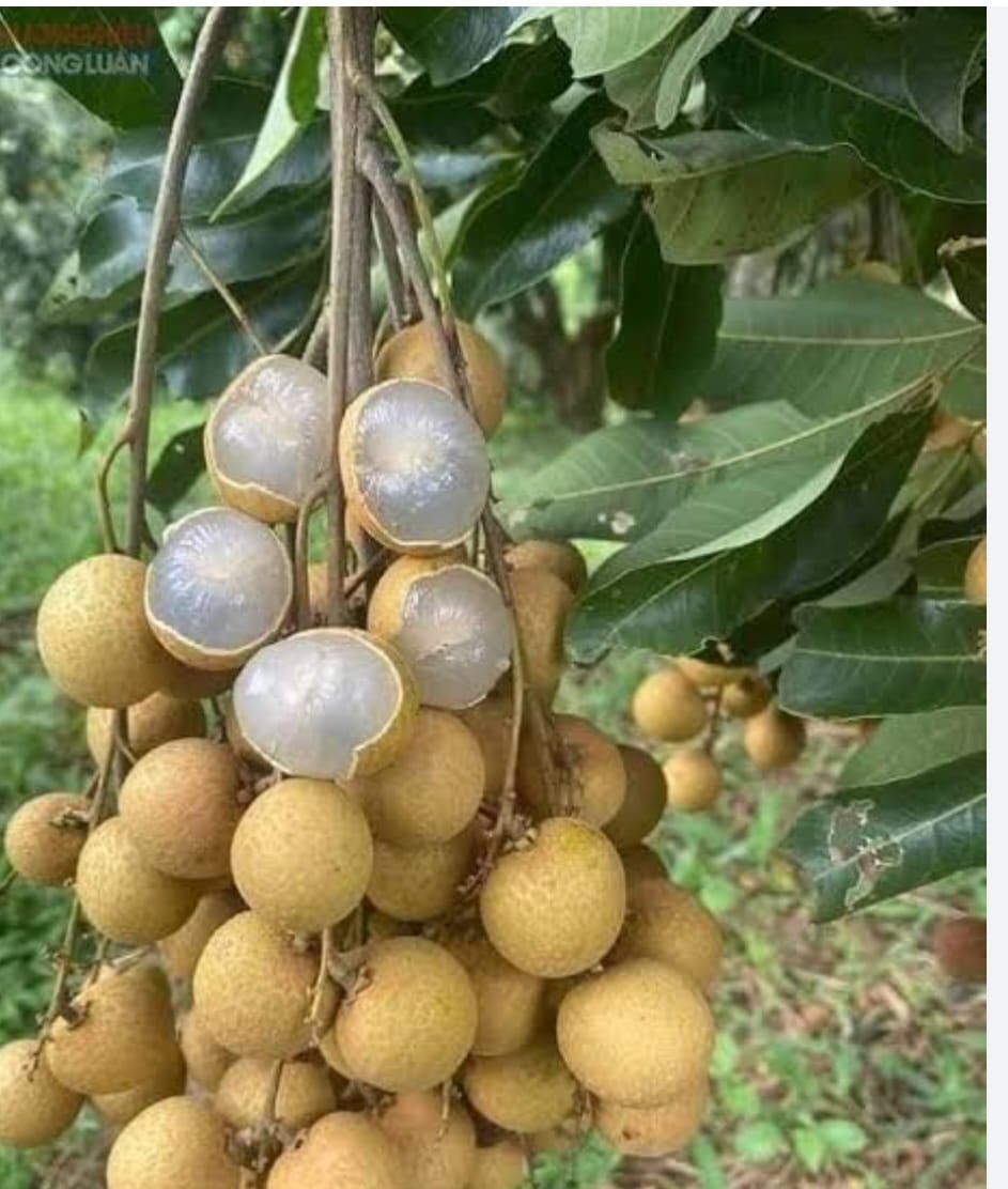 Four Season Longan Fruit Plant - Keyfarm Wayanad