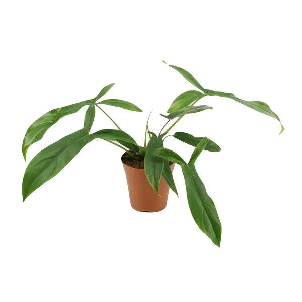 Philodendron 69686