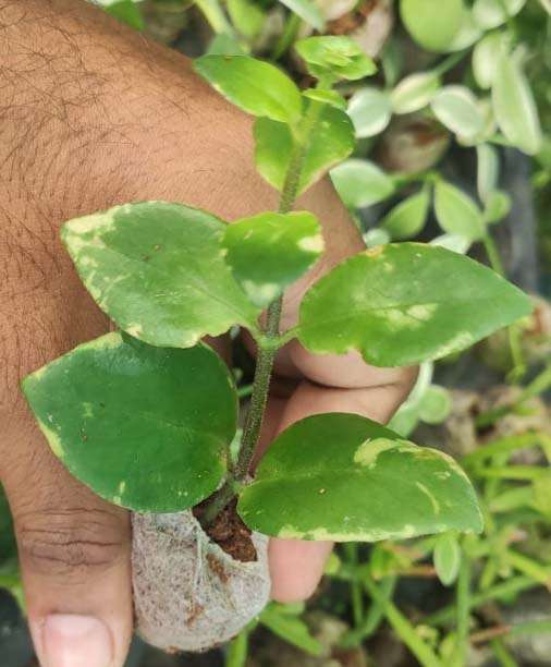 Lipstick Plant Variegated