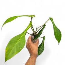 Philodendron Joepii leaf details and texture – healthy indoor plant