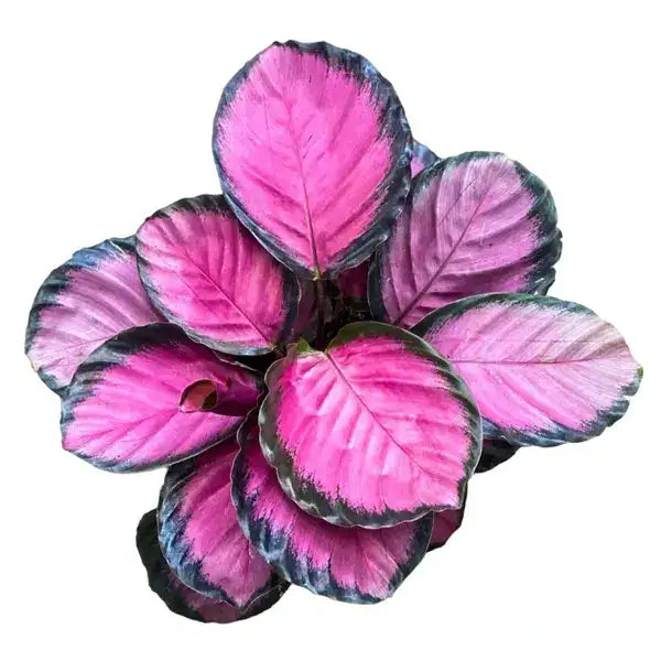 Calathea Roseopicta Crimson