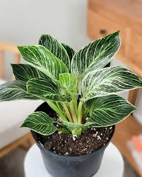Philodendron 'Dwarf Yellow Birkin'