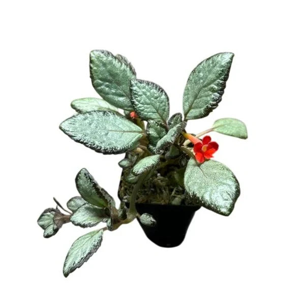 Episcia Silver Skies - Red Flower