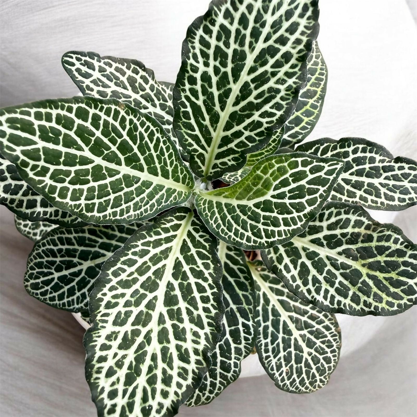 Fittonia