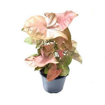 Syngonium pink