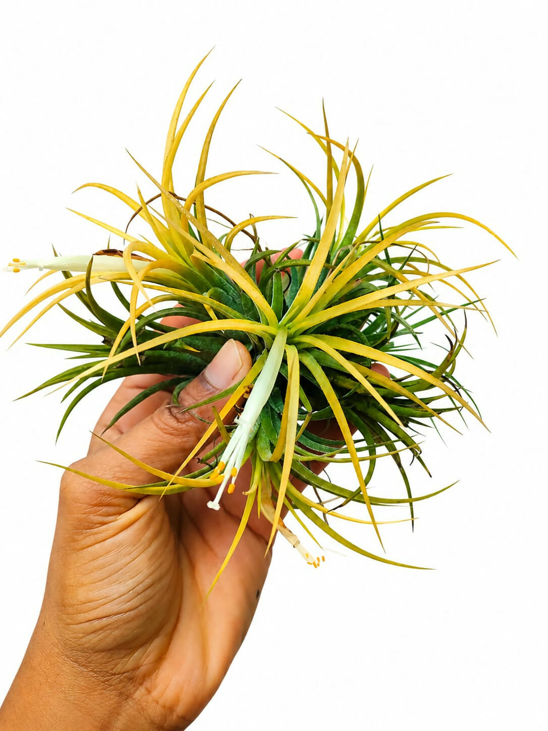Tillandsia Ionantha Druid with flower – Peach-Yellow Air Plant - The Lush Flora