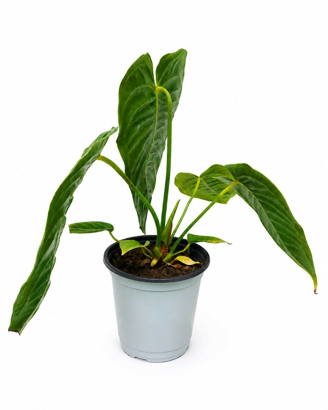 Anthurium Veitchii (King Anthurium)