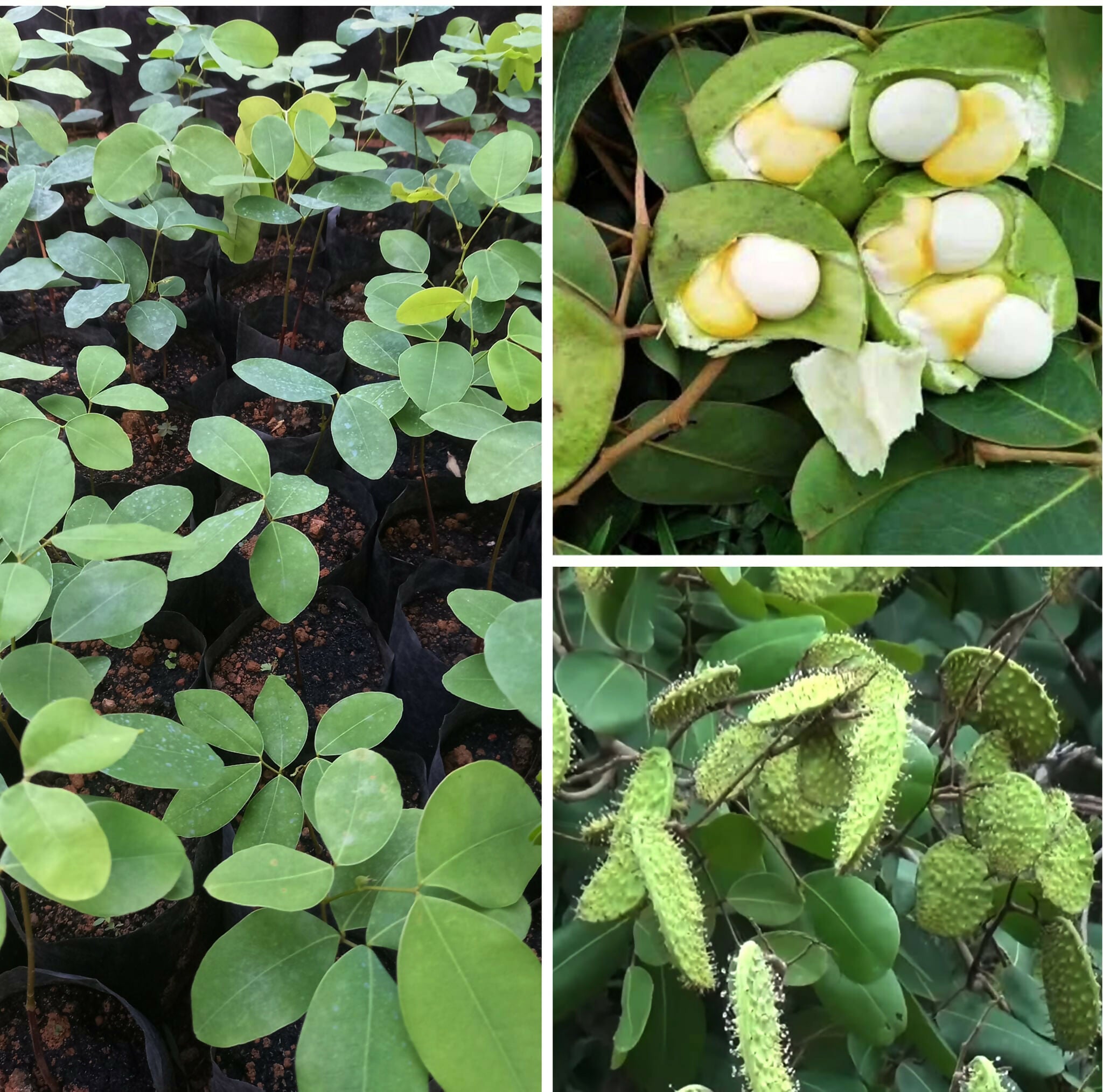 Kor Koh Fruit Plants (Sindora Siamensis)