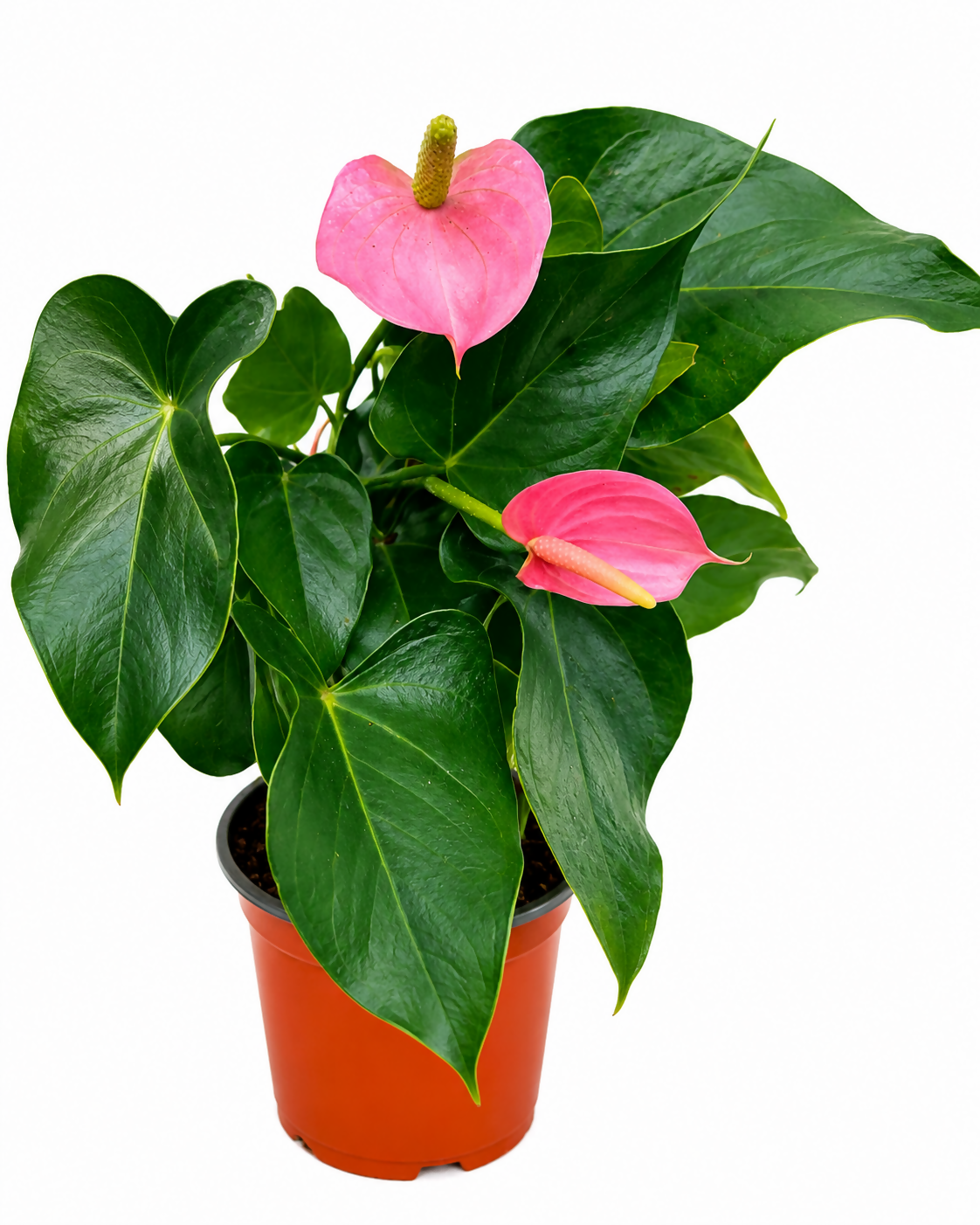 Anthurium pink miniature- Heavy Bushy Flowering Anthurium- The Lush Flora
