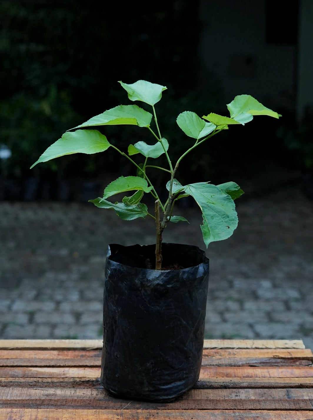 Long mulberry Fruit Plants (Morus Alba)