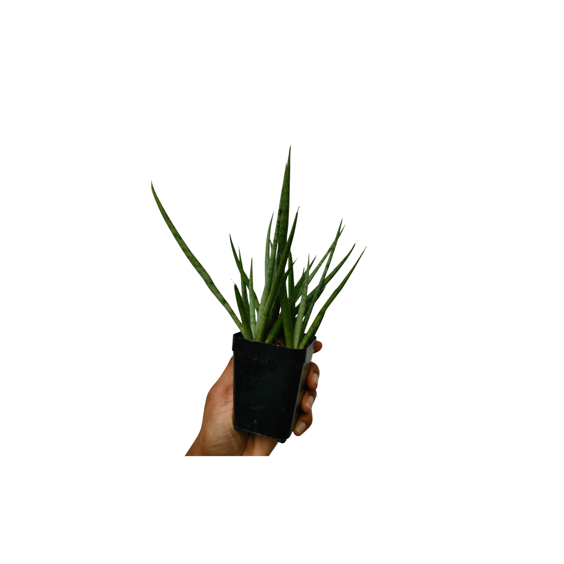 Sansevieria Silver Mikkado Bushy