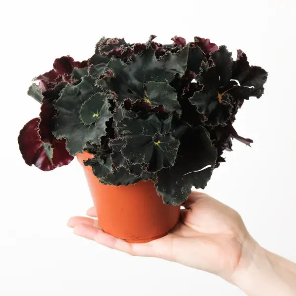 Begonia Dark Mambo