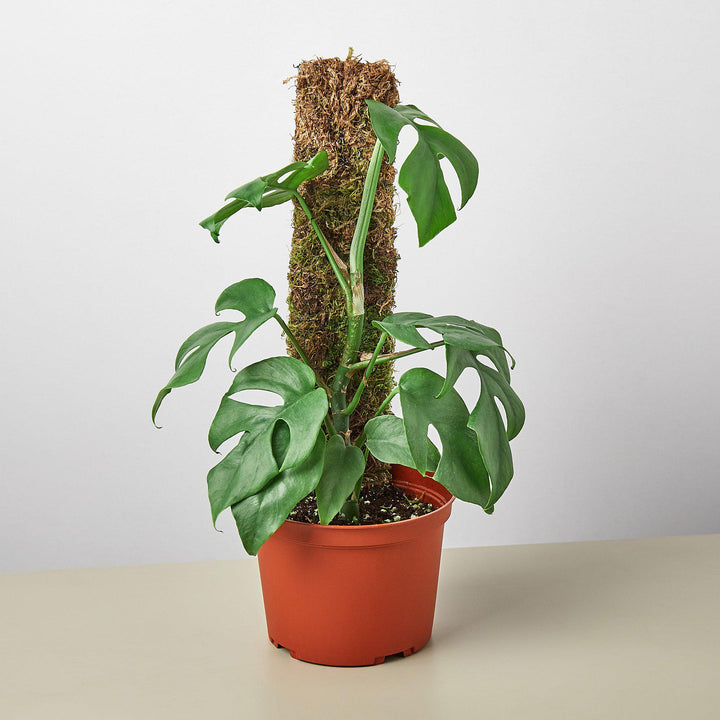 Philodendron Minima