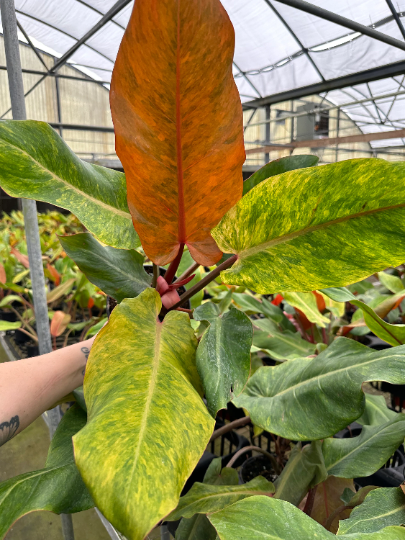 Philodendron Orange Marmalade