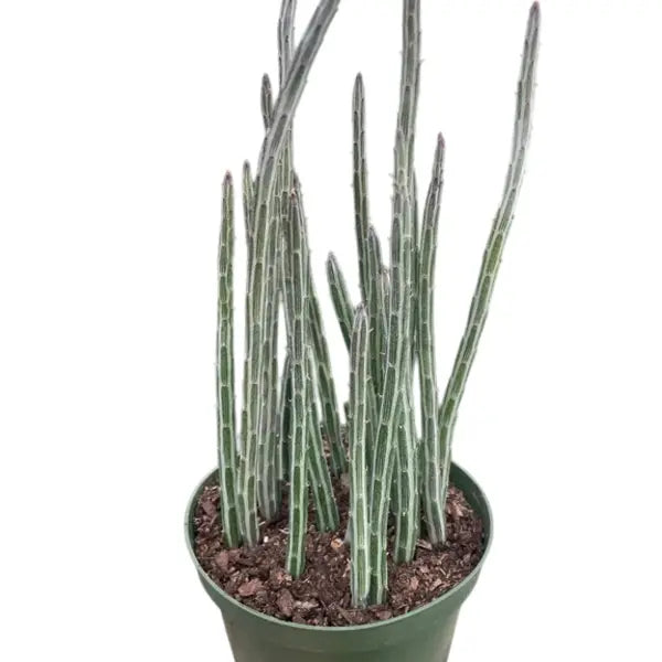 Pickle Plant, Kleinia Stapeliiformis, Candle Stick Plant