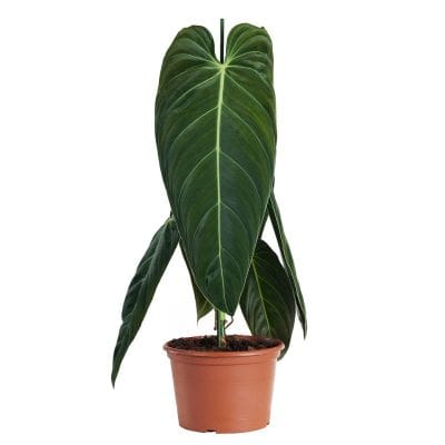 Philodendron Melanochrysum healthy live foliage plant – Foliages India
