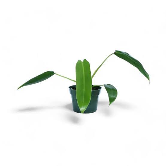 Philodendron Spiritus Sancti Pot healthy live foliage plant – Foliages India