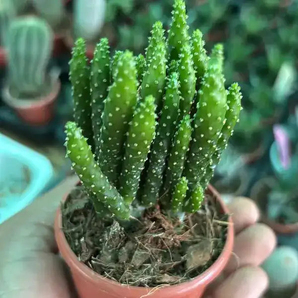 Opuntia Tuna Monstruosa Cactus