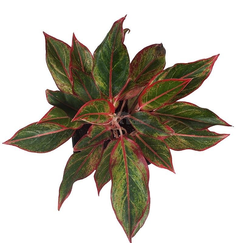 Aglaonema Red Lipstick