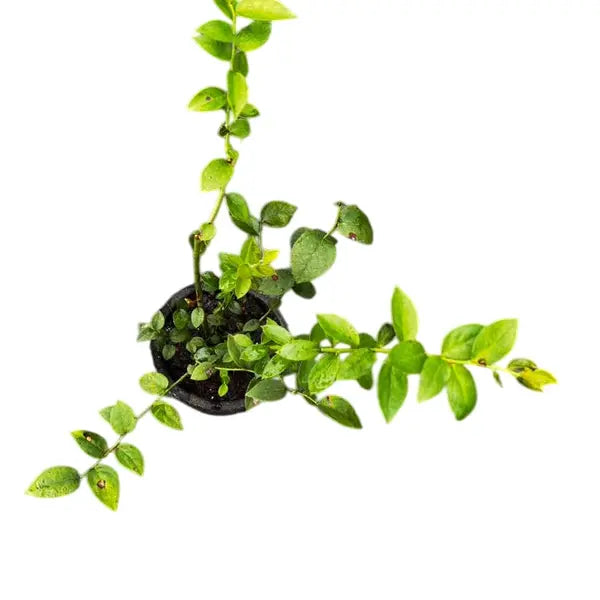 Blueberry For Colder Climate