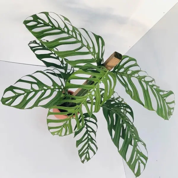 Monstera Esqueleto (Small)