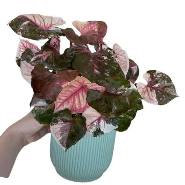Syngonium Strawberry Ice - Rare