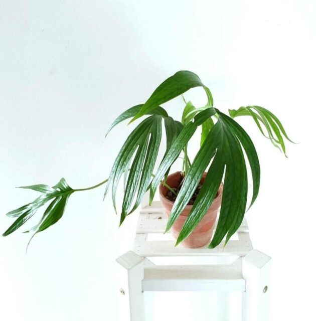 Amydrium Zippelianum