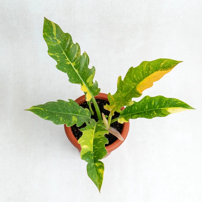 Philodendron Ring Of Fire Variegated leaf details and texture – healthy indoor plant