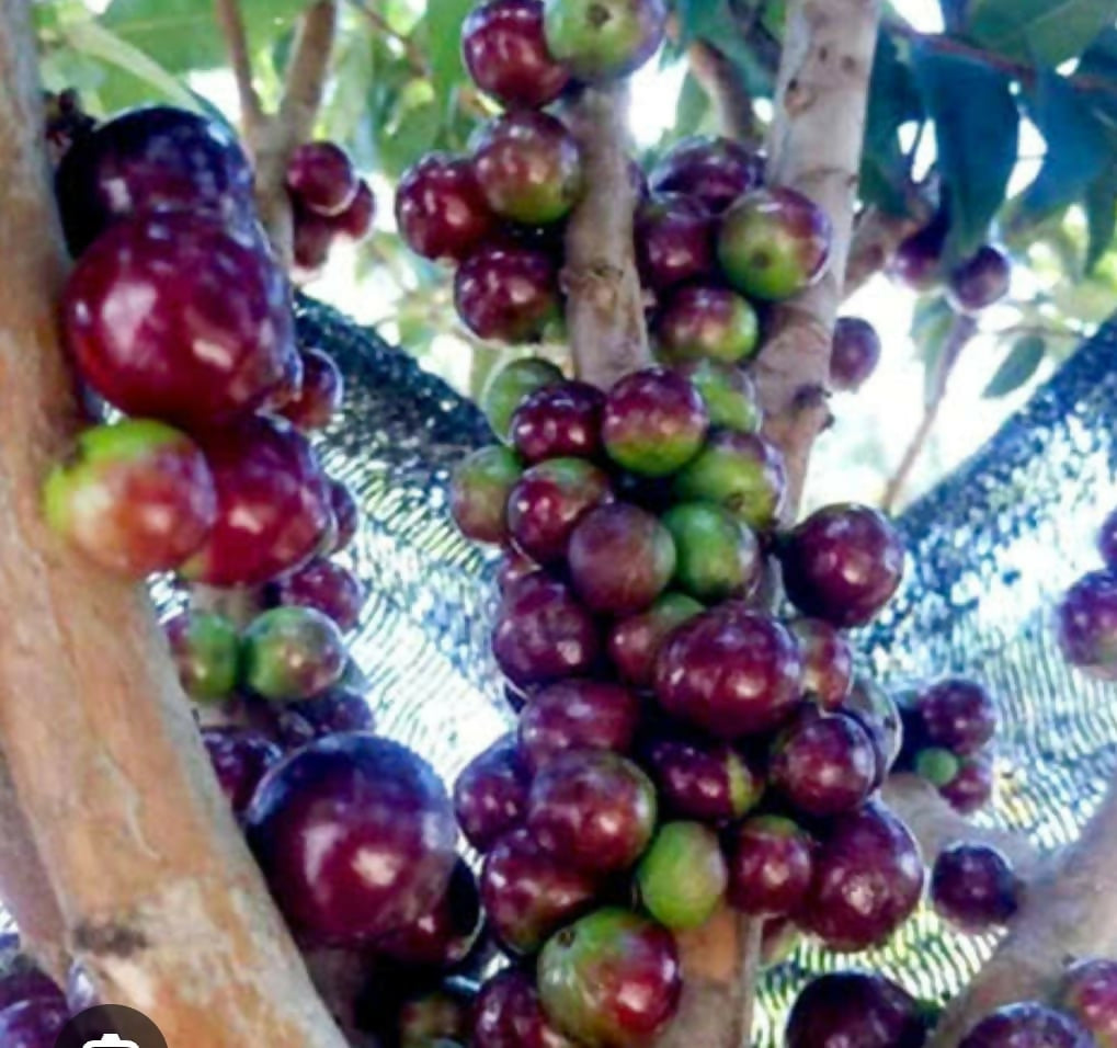 Escarlate Jaboticaba – Live Grafted - Keyfarm Wayanad