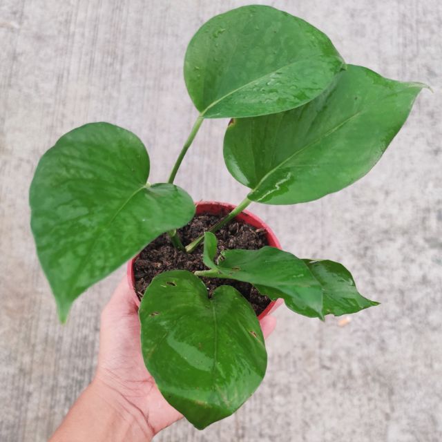 Epipremnum Aureum Jade / Jade pothos