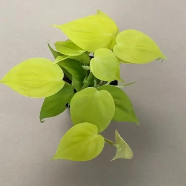 Philodendron Neon