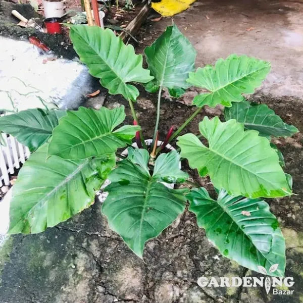 Philodendron jungle Fever green